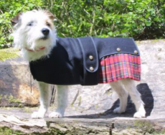 Add a sophisticated touch to your dog!